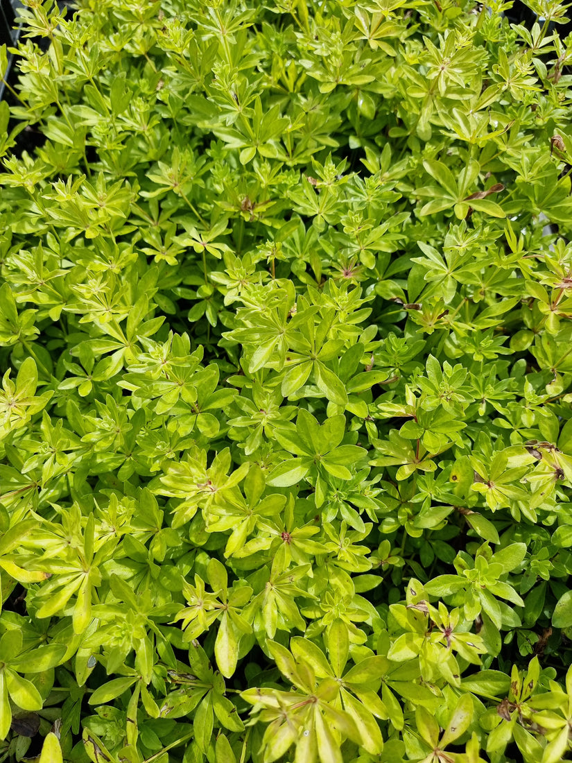 Galium odoratum bodembedekker voor schaduw plekken