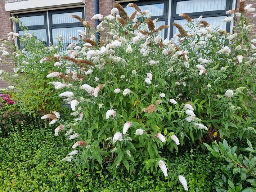 Witte vlinderstruiken kopen border