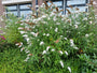 Witte vlinderstruiken kopen border