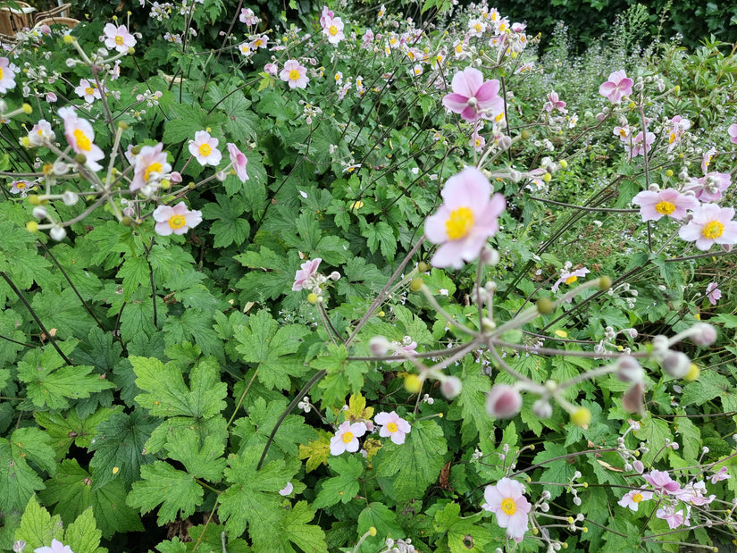 Anemone struik