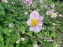 Herfstanemoon - Anemone hupehensis