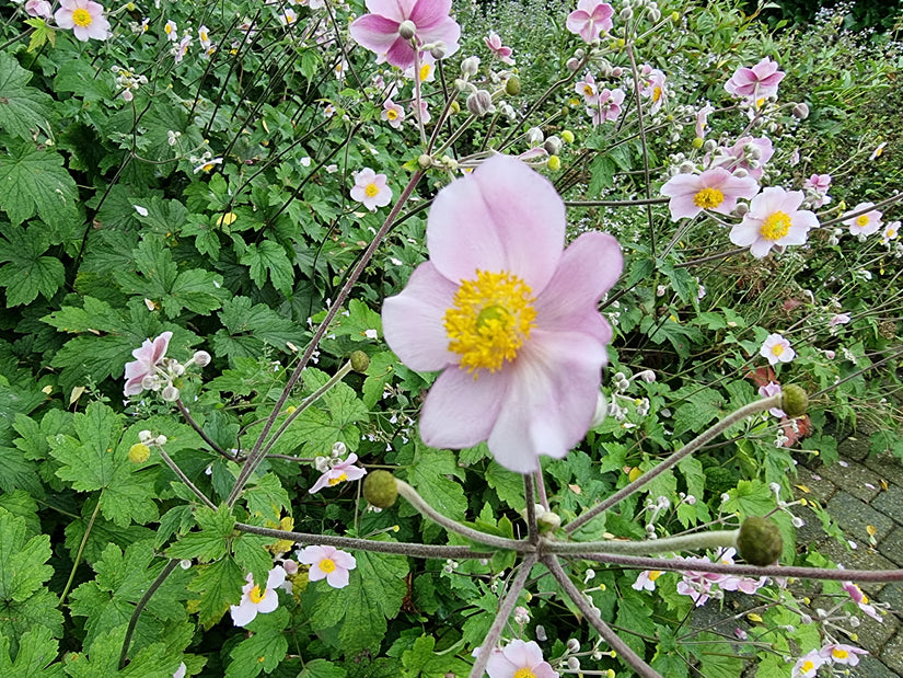 Anemone bloem