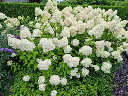 Pluimhortensia - Hydrangea Paniculata