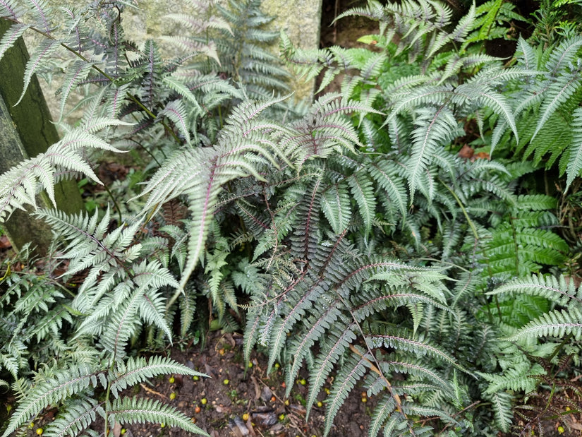 Japanse regenboogvaren - Athyrium niponicum 'Pictum'