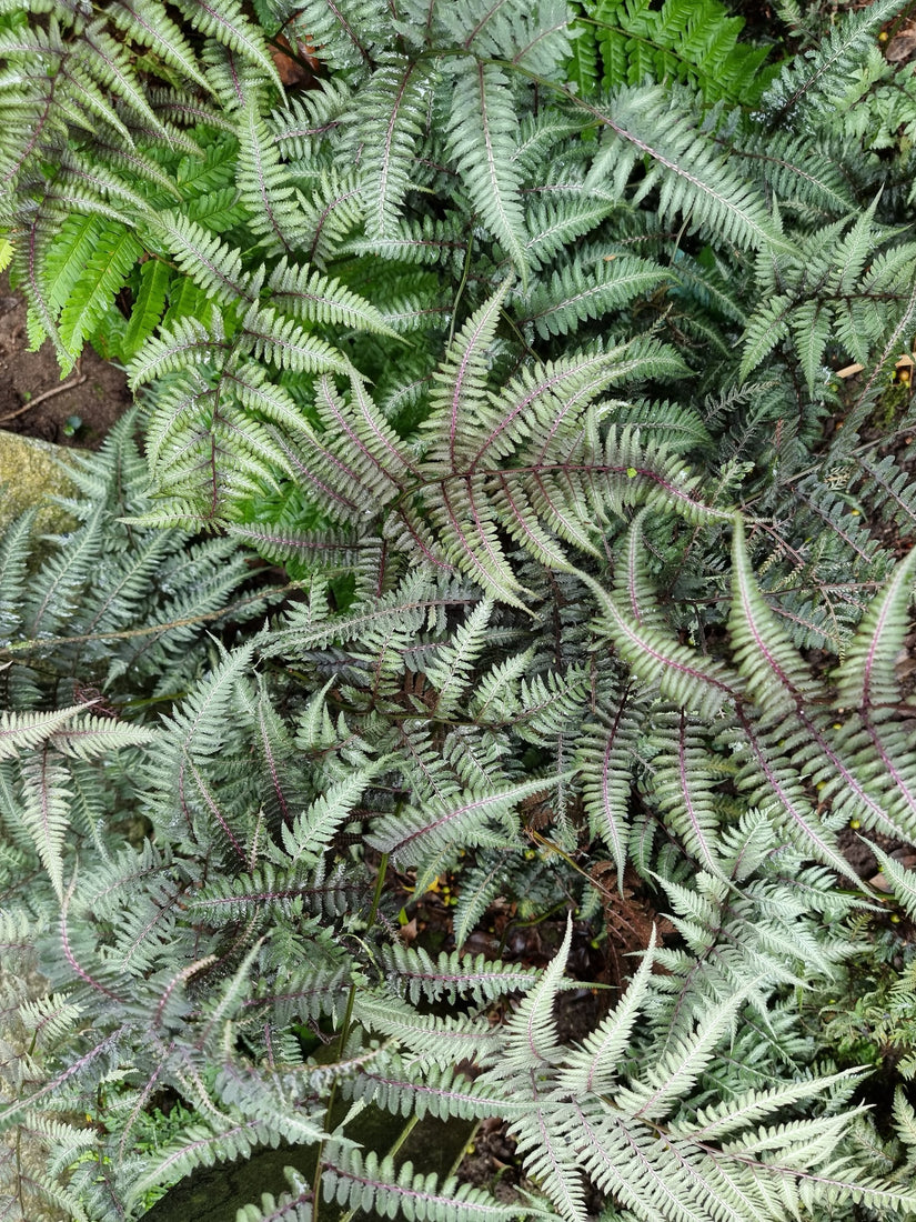 Japanse regenboogvaren - Athyrium niponicum 'Pictum'