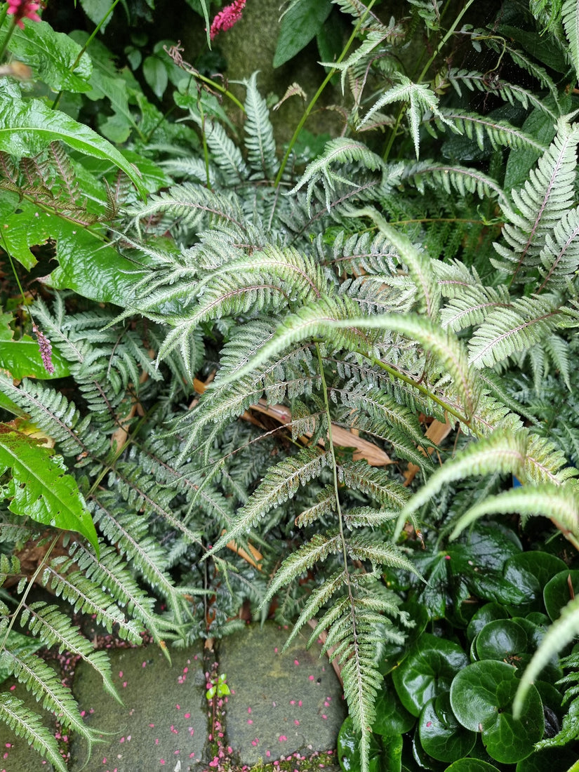 Japanse regenboogvaren - Athyrium niponicum 'Pictum'