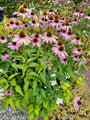 Rode zonnehoed - Echinacea Purpurea