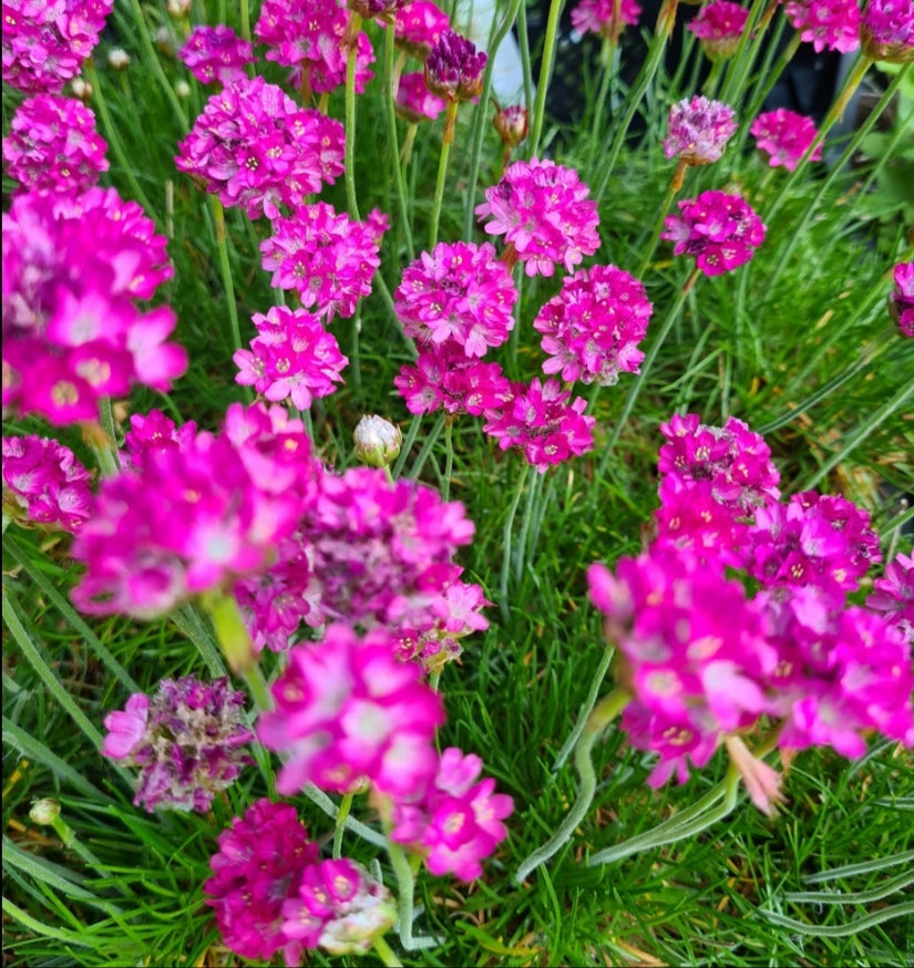 Armeria in bloei