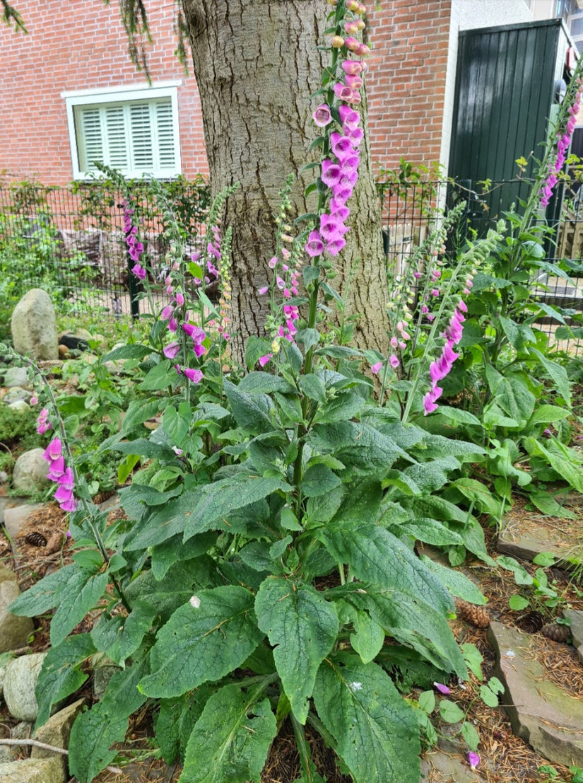 vingerhoedskruid in bloei