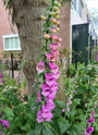 Digitalis Purpurea