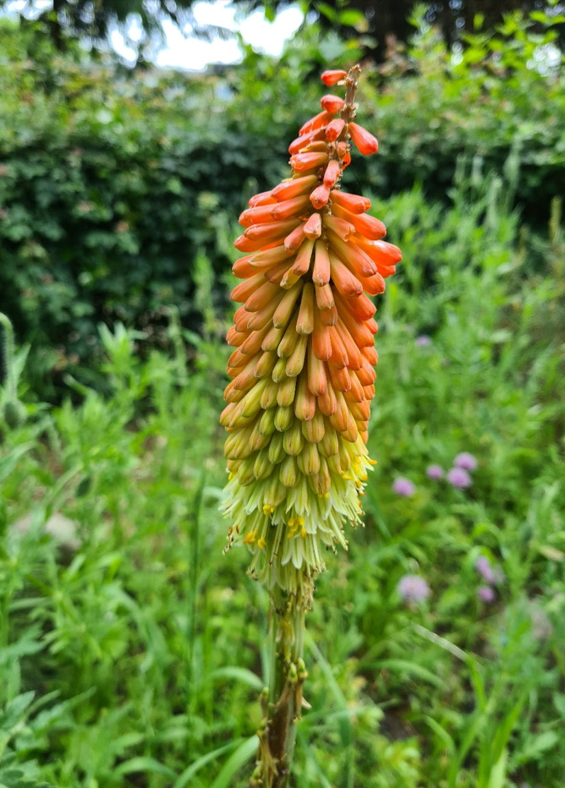 Kniphofia - Vuurpijl