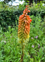 Kniphofia - Vuurpijl