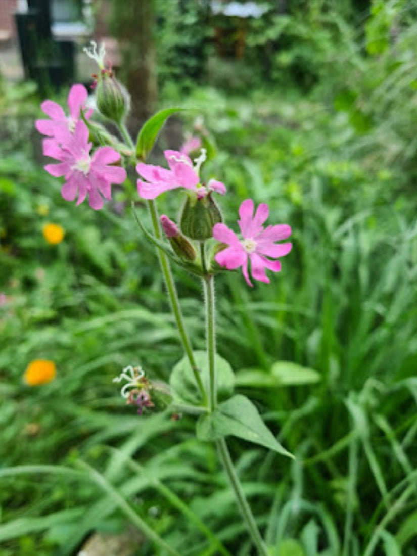 Koekoeksbloem