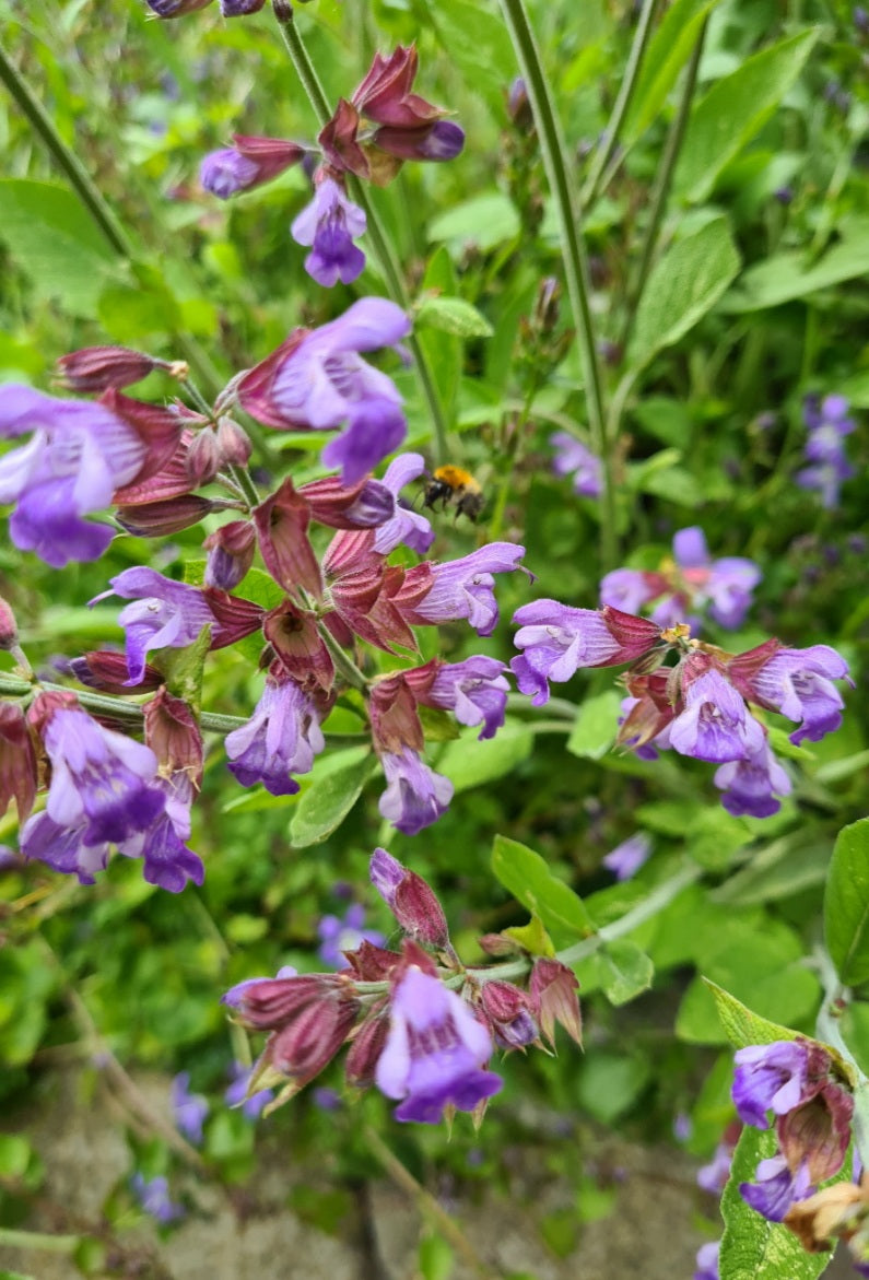 Salvia 'Mainacht' in bloei 