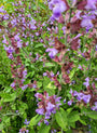 Salvia 'mainacht' close-up