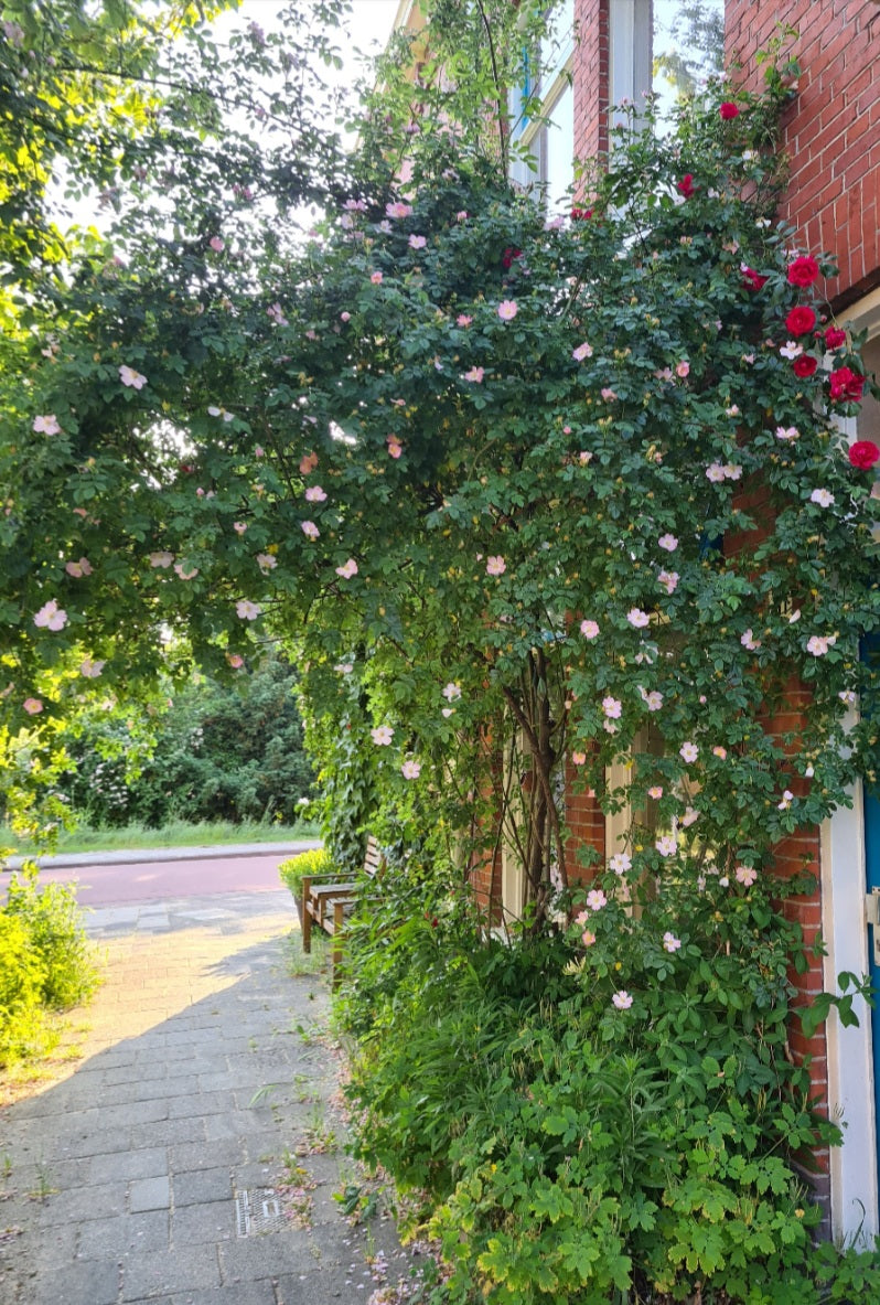 Hondsroos in bloei