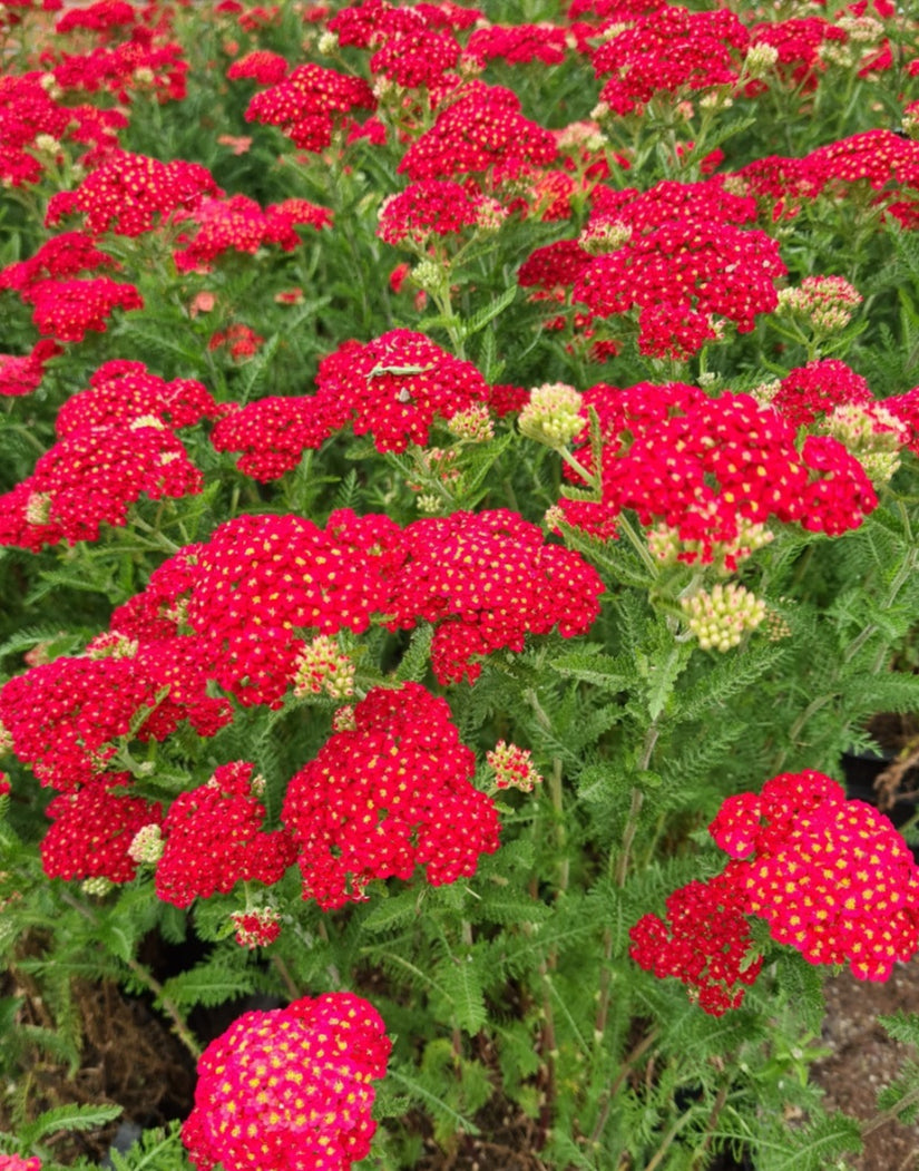 Achillea Paprika - Gewoon Duizendblad