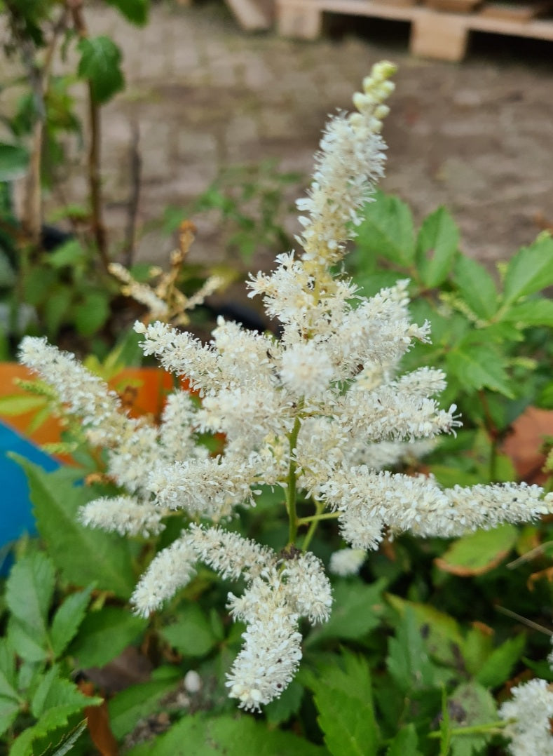 Witte astilbe in bloei