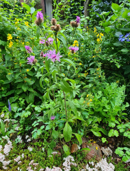 Centaurea montana in bloei