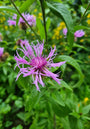 Centaurea Montana in volle bloei