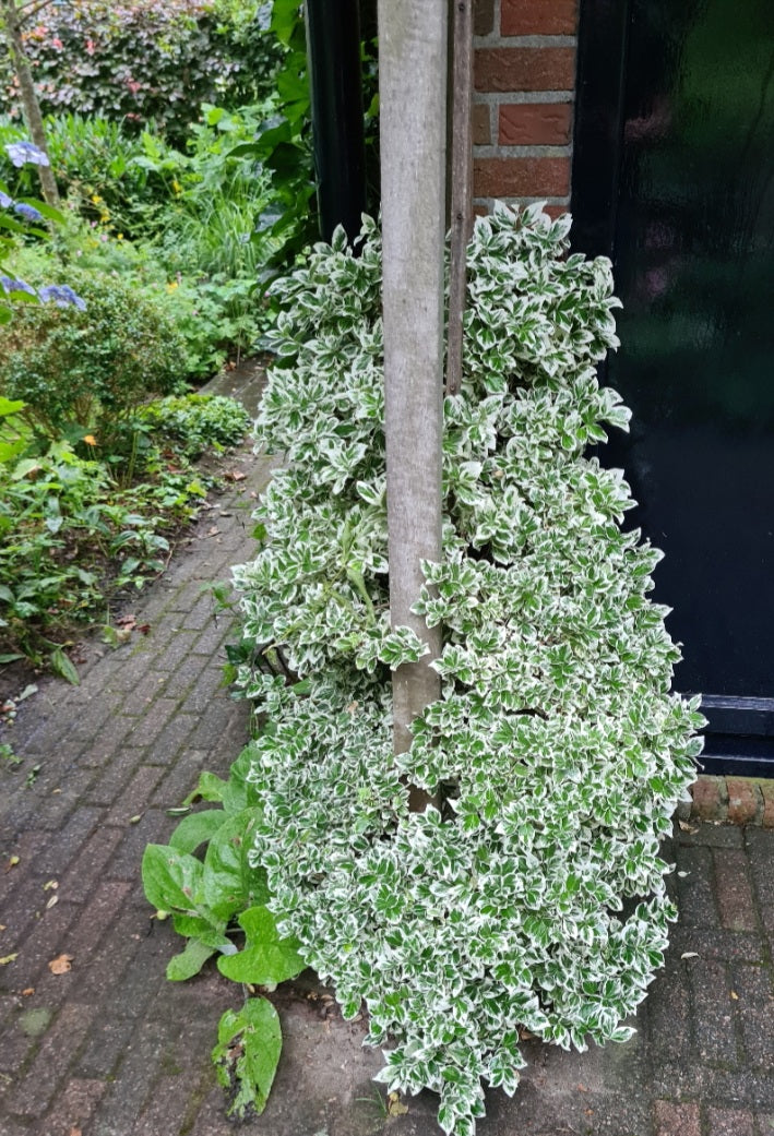 Japanse kardinaalsmuts bontblad - wit en groen