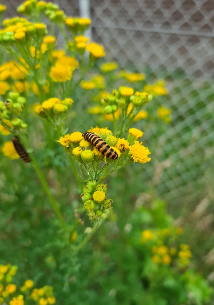 Boerenwormkruid als insectenlokker