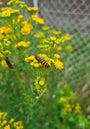 Boerenwormkruid als insectenlokker