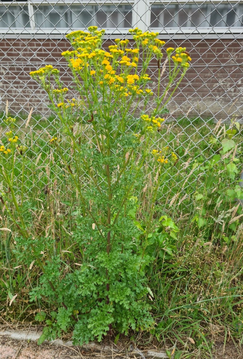 Boerenwormkruid -Tanacetum vulgare 'Crispum'