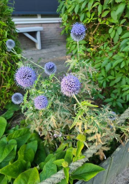 Bloeiende blauwe kogeldistel