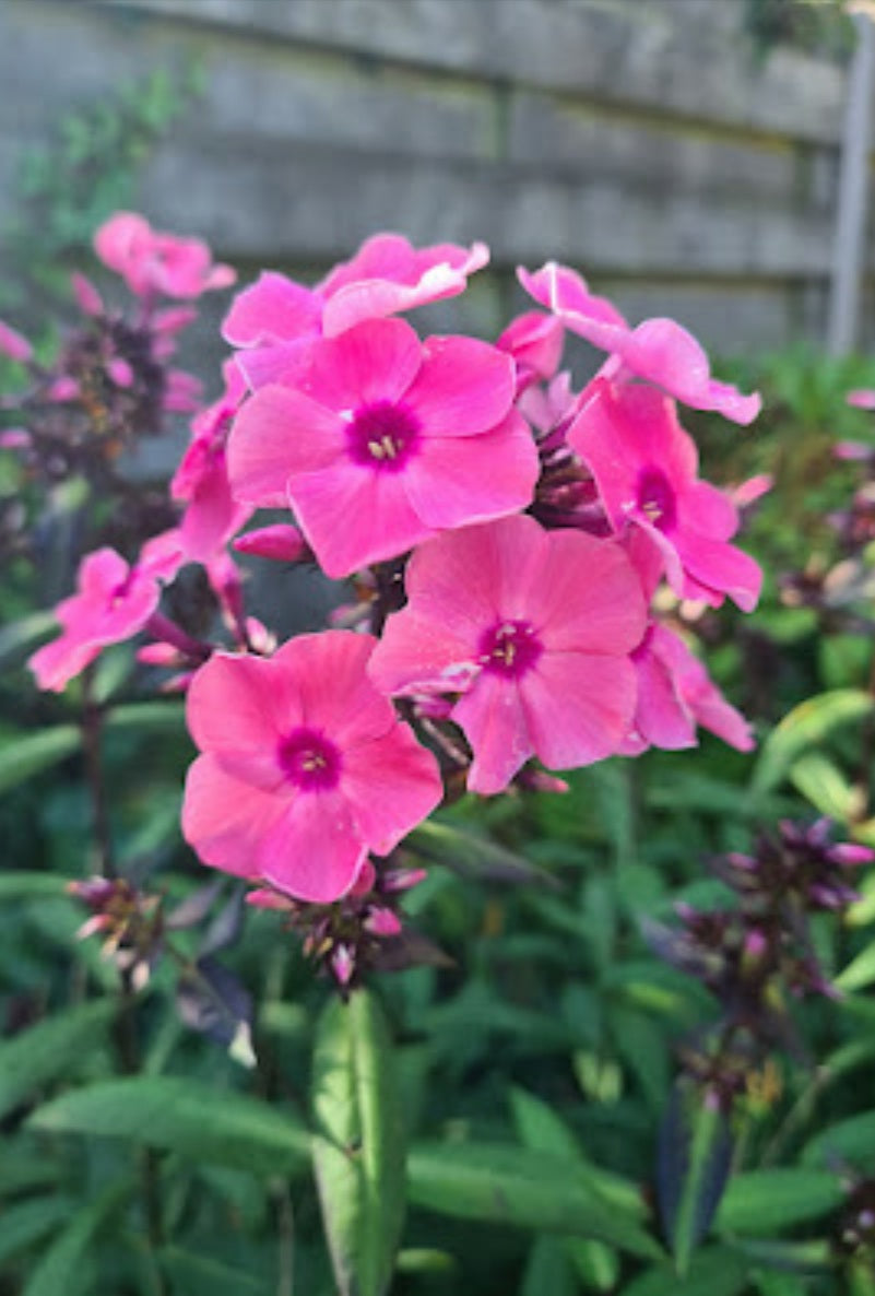 de knalroze bloemen van de flox 'Rijnstroom'