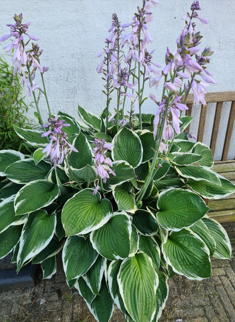 Hosta decorata