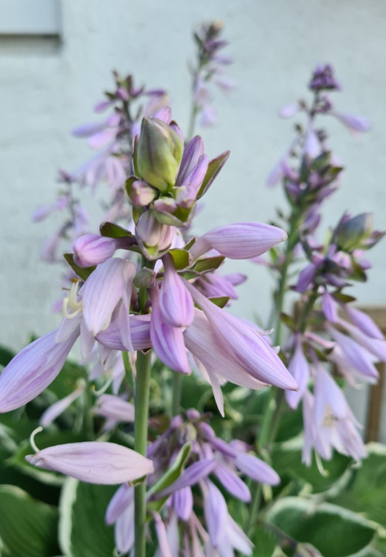 hosta decorata in bloei