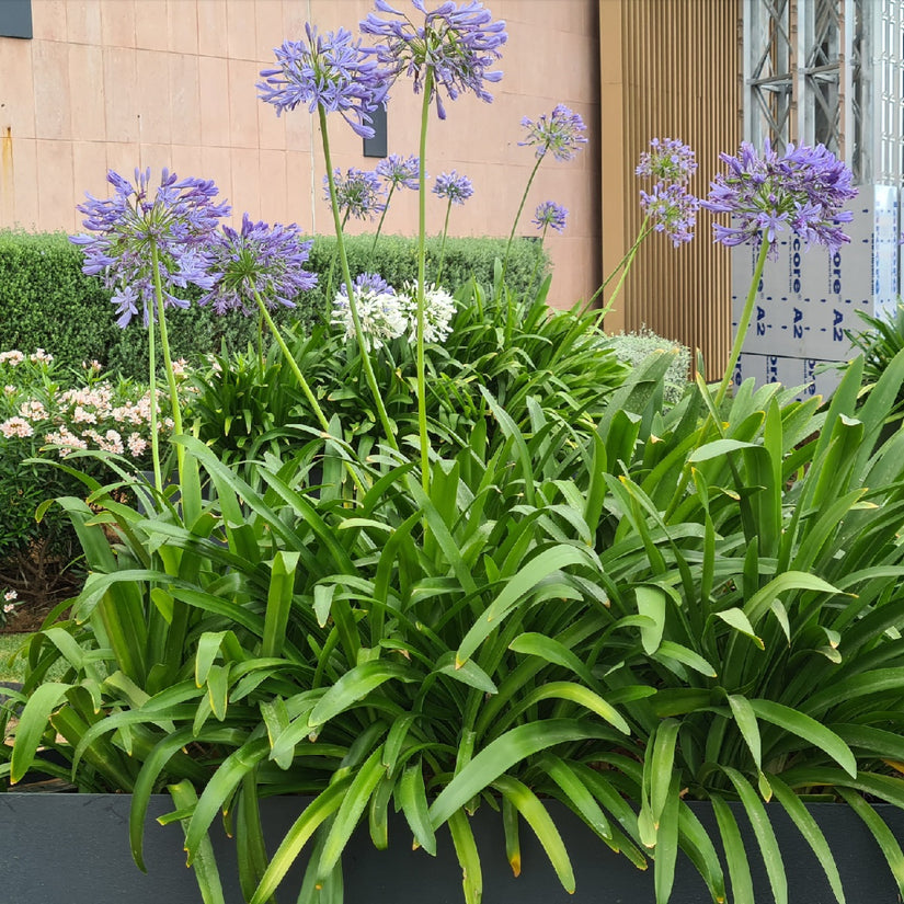 De agapanthus in volle bloei