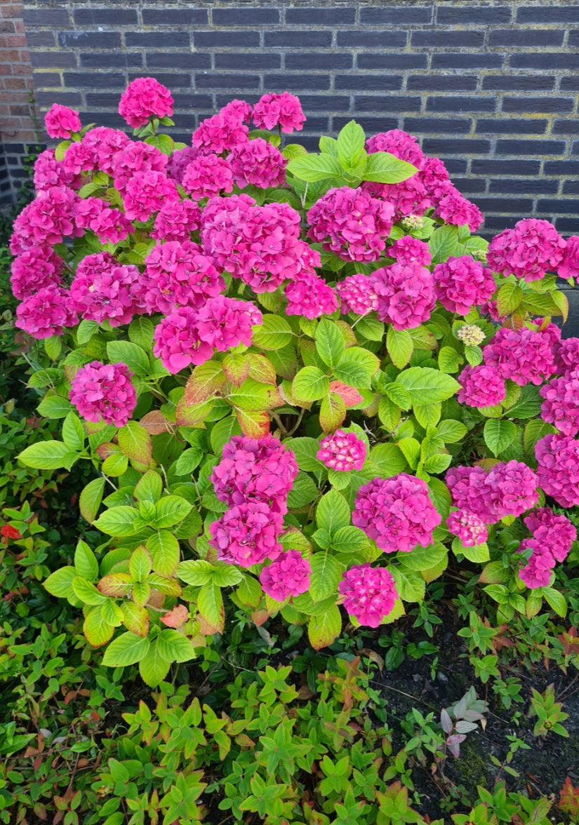 Hydrangea 'Bouquet Rose' op zijn mooist - combineer met borderpakket of klimplant