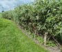 Salix haag