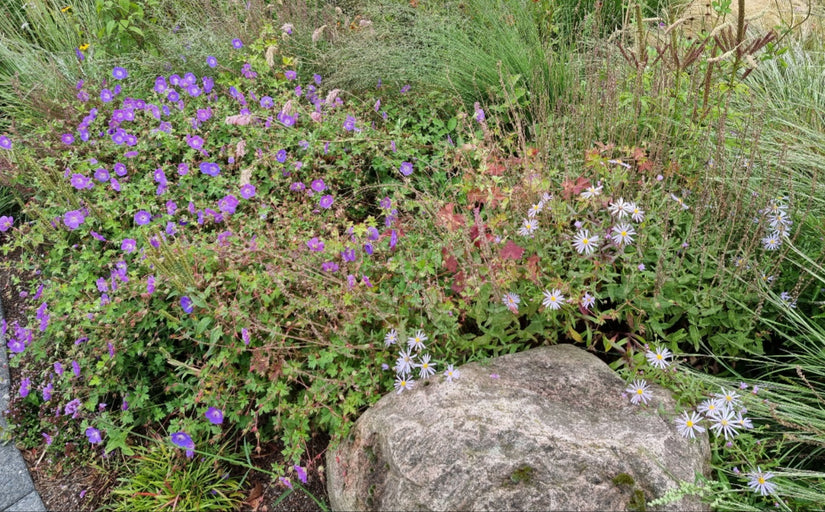 Geranium 