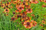 Helenium in bloei - closeup