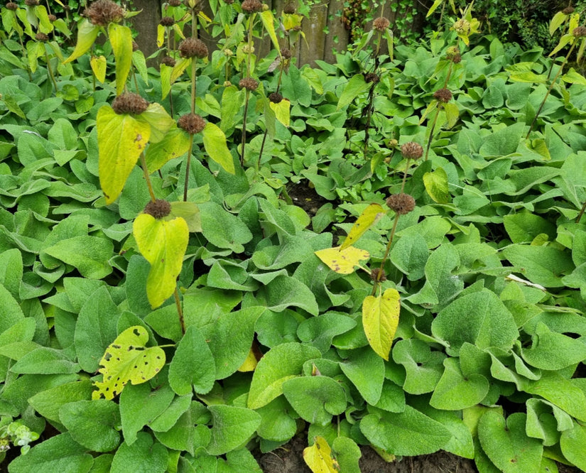 Phlomis na de bloei