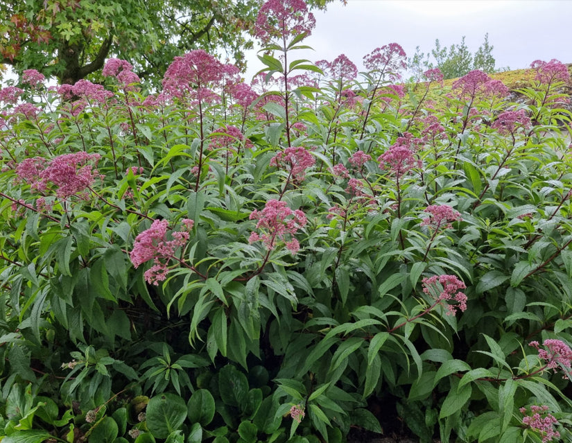 Koninginnekruid 'Purple bush' in bloei