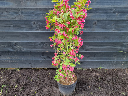 Weigelia haagplant - Weigela 'Bristol Ruby'