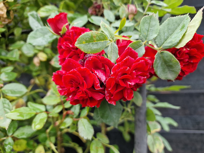 De rode rozen van een kant en klare rozenhaag