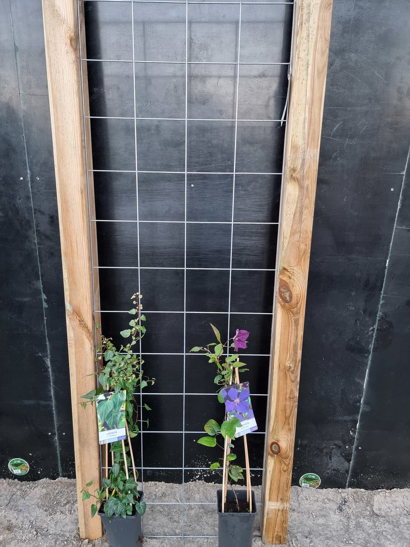 60cm breed en 180cm hoog - i.c.m. geimpregneerde palen (advies: 2 klimplanten per trellis)