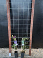 75cm breed en 180cm hoog - i.c.m. hardhout palen (advies: 2 klimplanten per trellis)