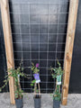 90cm breed en 180cm hoog - i.c.m. geimpregneerde palen (advies: 3 klimplanten per trellis)