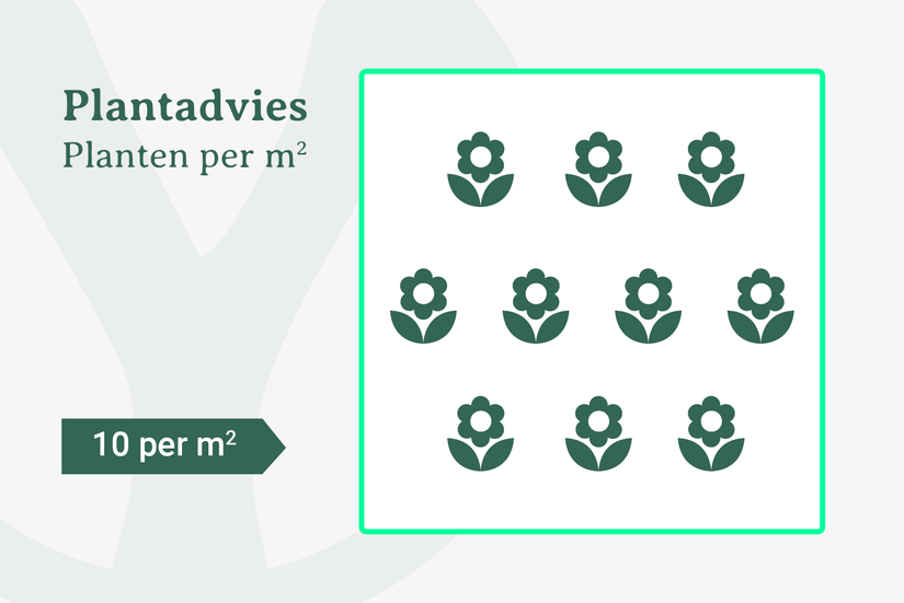 Plantadvies bij 10 planten per m2