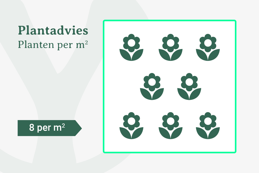 Plantadvies voor 8 planten per m2