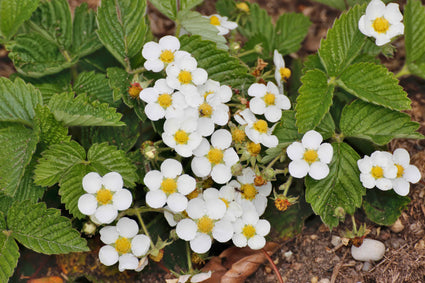 Aardbei 'Mara de bois' - Fragaria x ananassa 'Mara de bois'