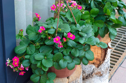 Aardbei 'Patio pink' - Fragaria x ananassa Patio pink