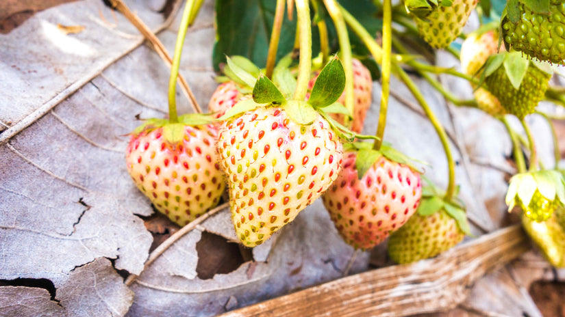 Aardbei 'Snow white' - Fragaria x ananassa Pineberry