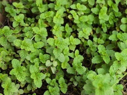 Aardbeimunt - Mentha Arvensis 'Strawberry'